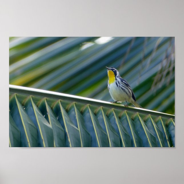 Gult-förskjuten Warbler i Handflatan Träd Poster (Framsidan)