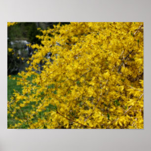 Gult Forsythia Flowers Orton Effekt Poster