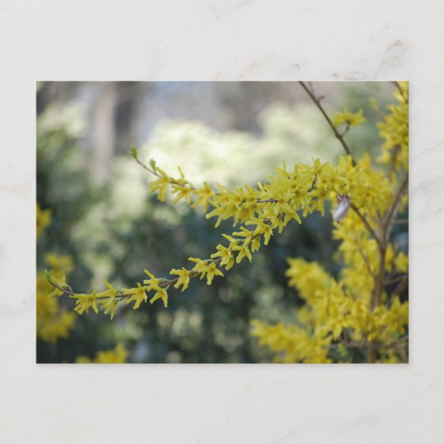 Gult Forsythia Photo Post Card Vykort (Framsida)