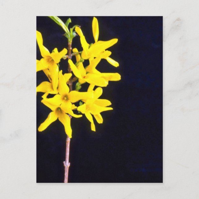 Gult Forsythia Twig-blommor Vykort (Framsida)