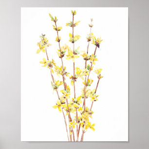 gult forsythia vattencolor-målning poster