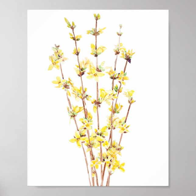 gult forsythia vattencolor-målning poster (Framsidan)