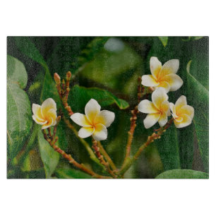Gult Frangipani