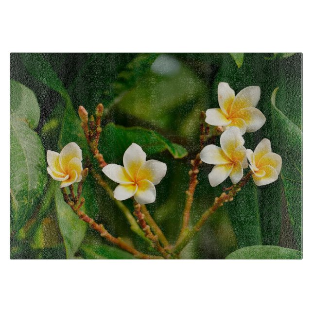 Gult Frangipani (Framsidan)