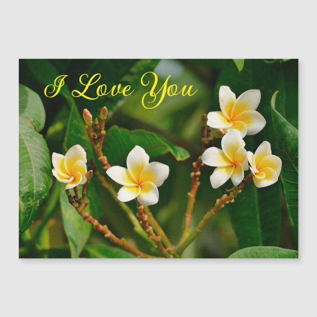 Gult Frangipani (Framsida)