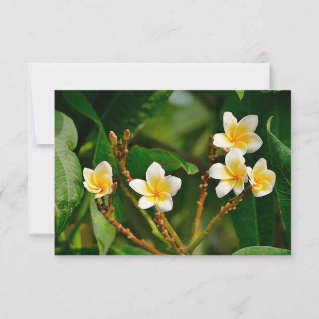 Gult Frangipani (Framsida)