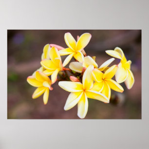Gult frangipani-blommor poster