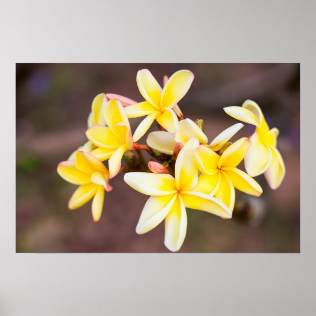 Gult frangipani-blommor poster (Framsidan)
