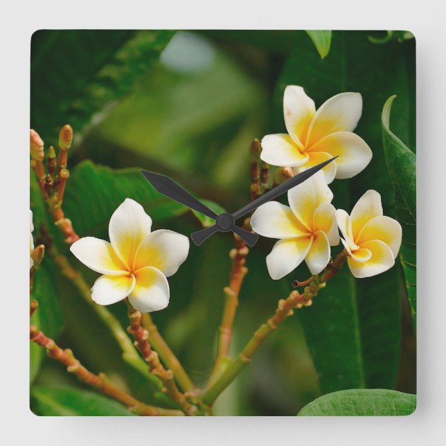 Gult Frangipani Fyrkantig Klocka (Framsida)