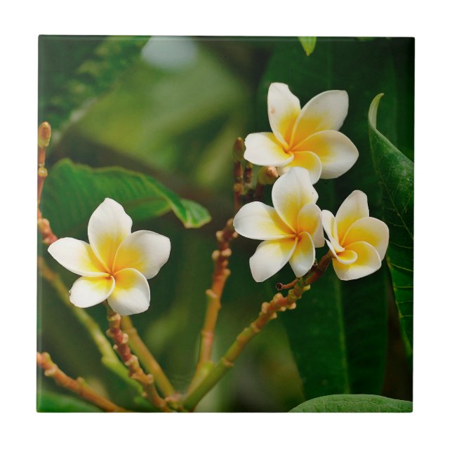 Gult Frangipani Kakelplatta (Framsidan)