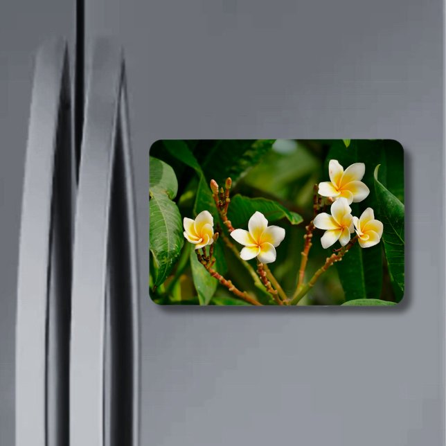 Gult Frangipani Magnet (Skapare uppladdad)