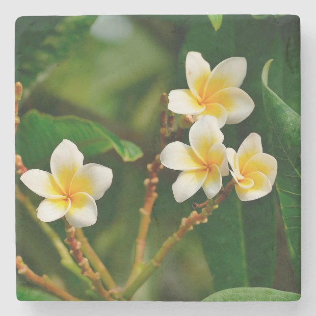 Gult Frangipani Stenunderlägg (Framsidan)