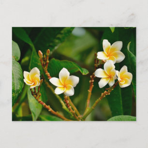 Gult Frangipani Vykort