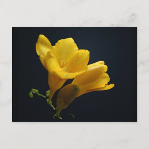 Gult Freesia Blommars vykort