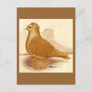 Gult Frillback Pigeon Vykort