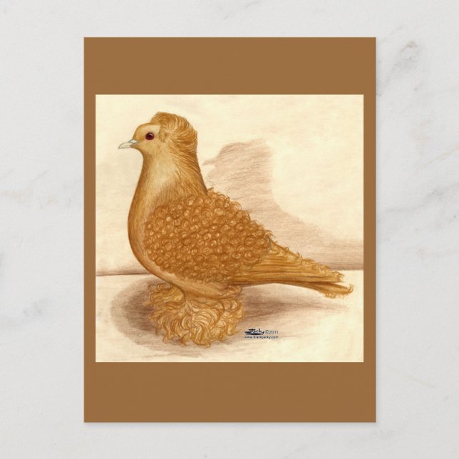 Gult Frillback Pigeon Vykort (Framsida)