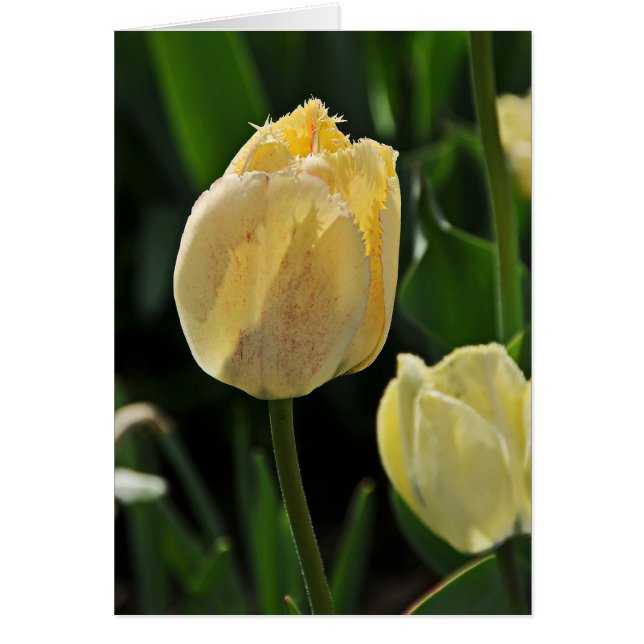 Gult Fringed Tulip Hälsningskort (Framsidan)