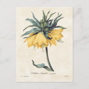 Gult Fritillaria Vintage Botanical Vykort