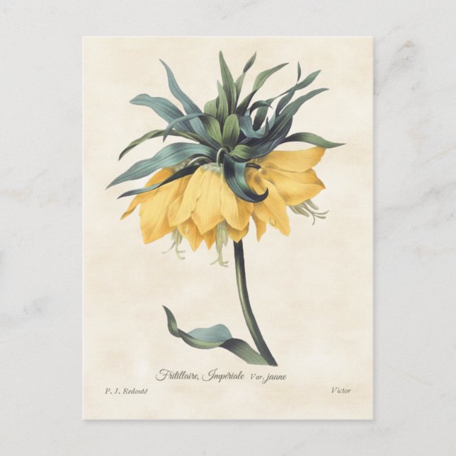 Gult Fritillaria Vintage Botanical Vykort (Framsida)