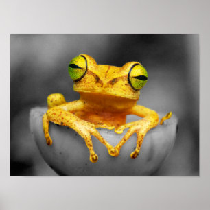 Gult Frog Poster