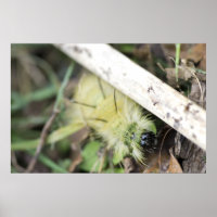 Gult fuzzy caterpiller