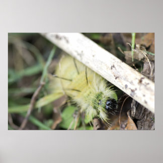 Gult fuzzy caterpiller poster