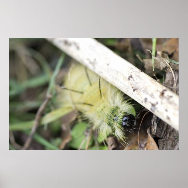 Gult fuzzy caterpiller poster (Framsidan)