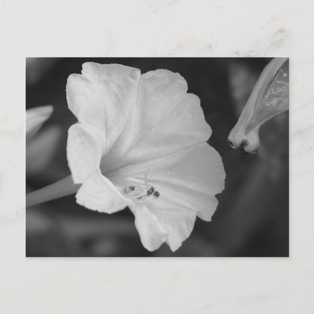 Gult fyra O'Clock Vykort (Framsida)