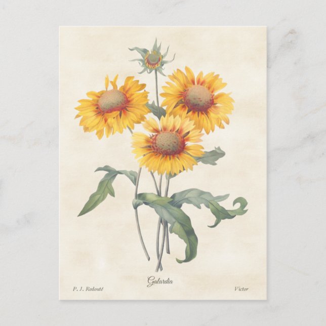 Gult Gaillardia Vintage Botanical Illustration Vykort (Framsida)