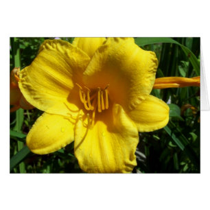 Gult Garden Lily OBS Kort