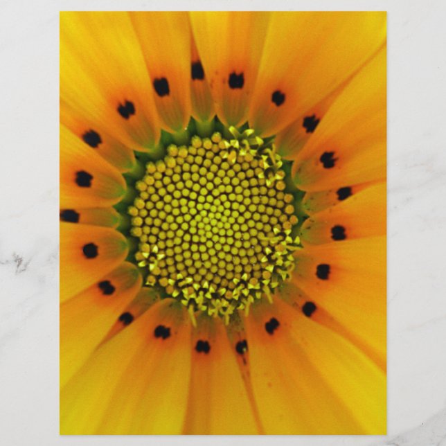 Gult Gazania (Framsida)