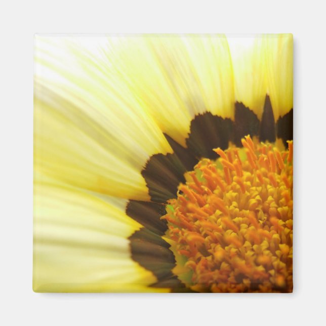 Gult Gazania Magnet (Framsidan)