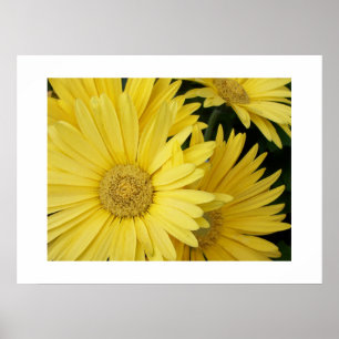 Gult Gebera-Daisy Poster