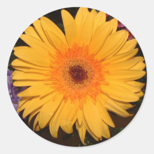 Gult Gerber Daisy Runt Klistermärke