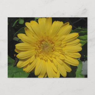 Gult Gerber/Gerbera Daisy Vykort