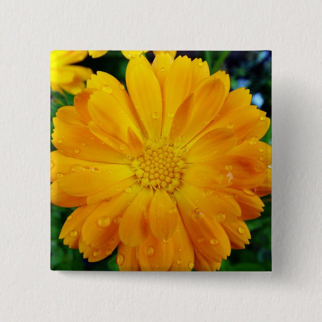 gult gerbera daisy blomma knapp (Framsida)