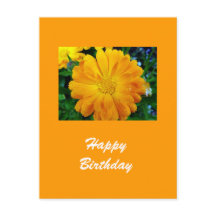 gult gerbera daisy blomma