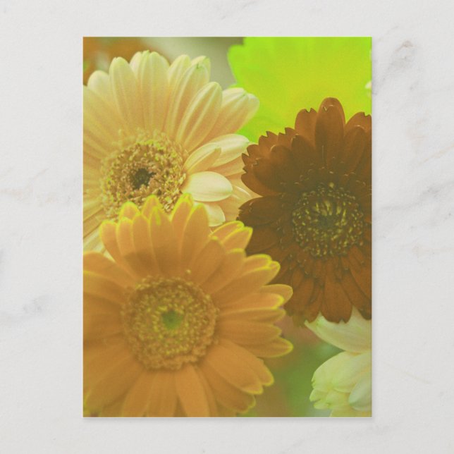 Gult Gerbera Daisy Flower Photo Art Postcard Vykort (Framsida)