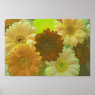 Gult Gerbera Daisy Flowers Wall Art Print Poster