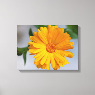 Gult Gerbera Daisy Wildblomma Canvastryck