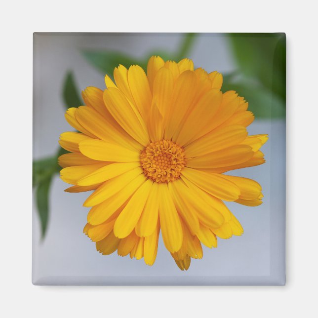 Gult Gerbera Daisy Wildblomma Magnet (Framsidan)