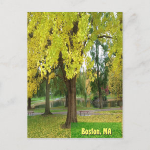 Gult Gingko Träd - Boston Public Garden Vykort