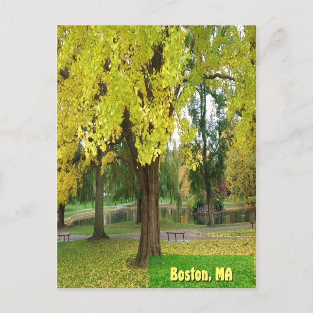 Gult Gingko Träd - Boston Public Garden Vykort (Framsida)