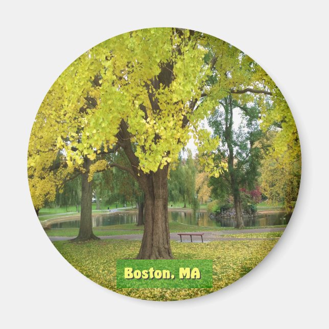 Gult Gingko Träd Magnet (Framsidan)