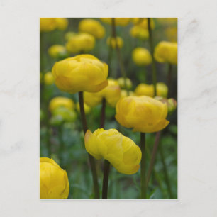 Gult Globe Flower vycard Vykort