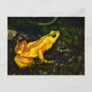 Gult Golden Poison Frog Vykort