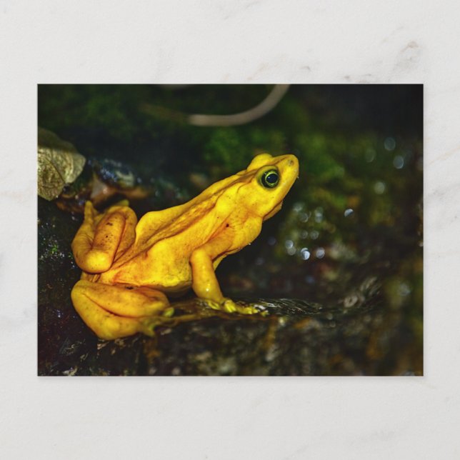Gult Golden Poison Frog Vykort (Framsida)