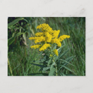 gult Goldenrod (Solidago Sp.) blommor Vykort