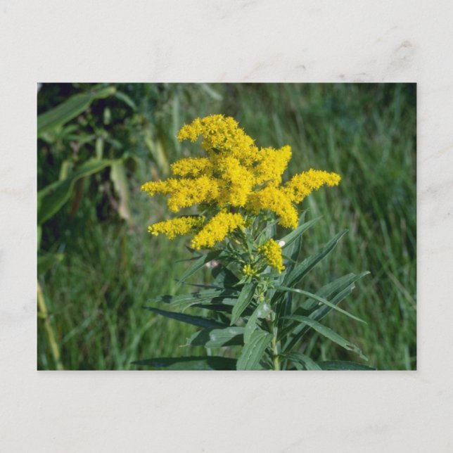 gult Goldenrod (Solidago Sp.) blommor Vykort (Framsida)