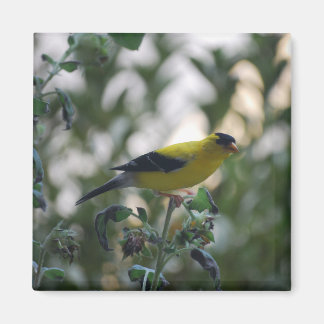 Gult Goldfinch Magnet